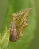 Phyllobius pyri